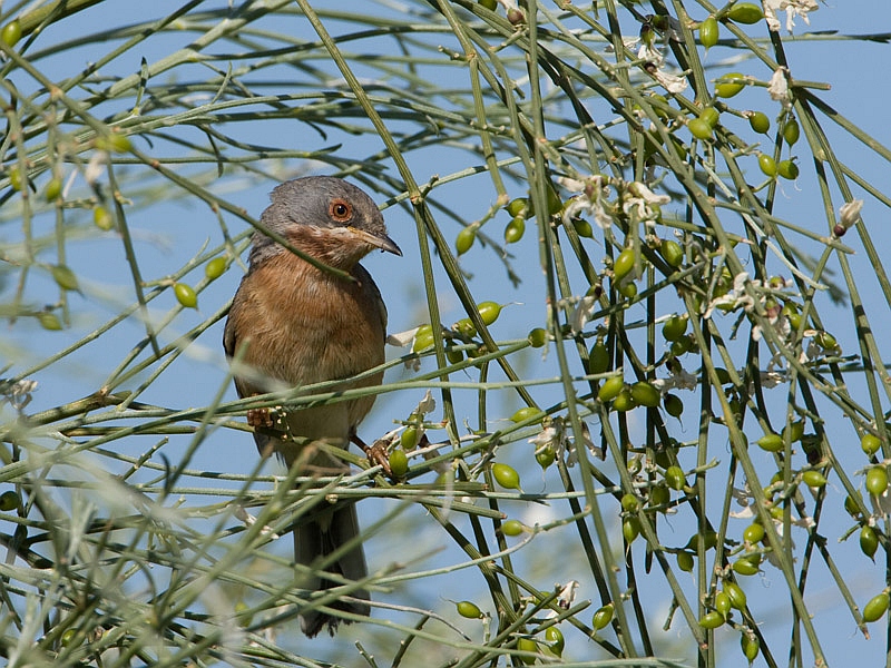 Sylvia cantillans Baardgrasmus Subalpine Warbler